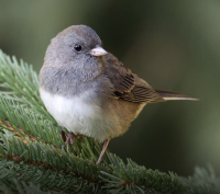 dark eyed junco