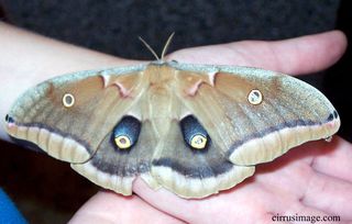 Polyphemus_moth_big