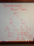 Dichotomous_key