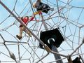 7.16000_Maypole_001-4e505dde