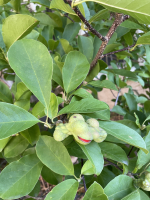 magnolia seeds
