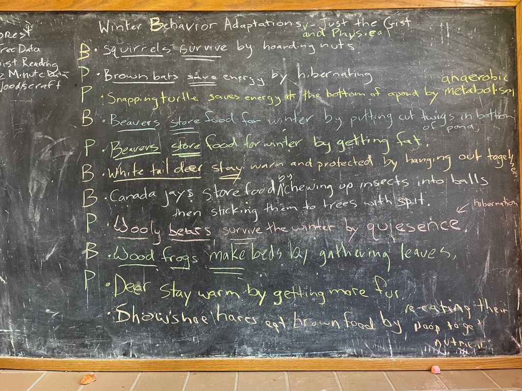blackboard with sentences about animal adaptations